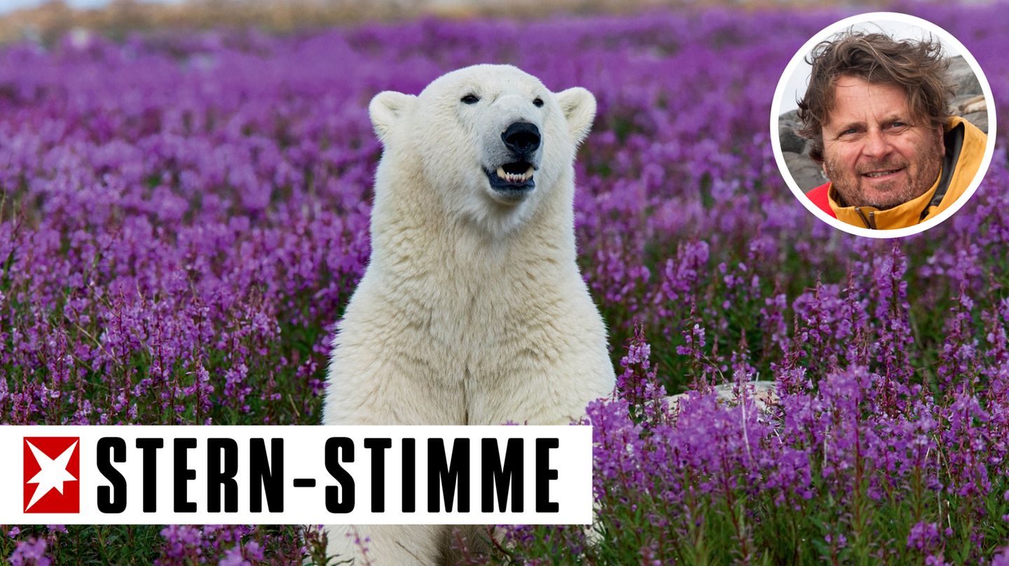 Michael Poliza: Bilder meines Lebens - die Fotokolumne: Eisbär im Blumenfeld
