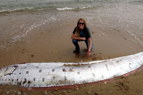 Amy Catalano vor dem vier Meter langen, angespülten Riemenfisch