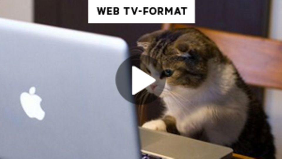 Eine Katze sitzt vor einem Laptop.