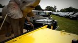 Dunsfold Collection: Zirkus-Landy mit (Plastik-)Elefant