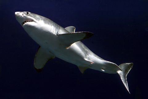 Ein Hai in einem Aquarium in San Francisco. So sind diese Tiere ungefährlich.