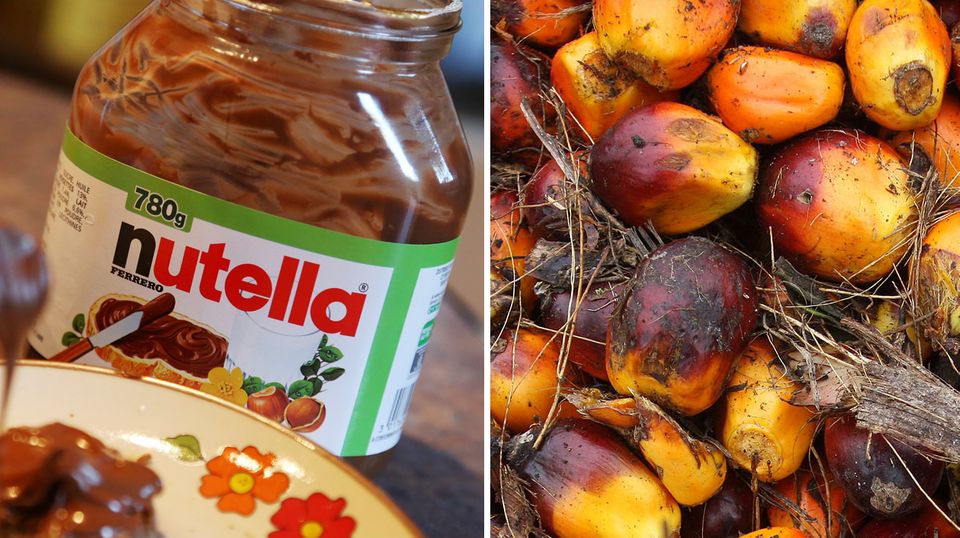 Palmöl-Früchte und Nutella - das umstrittene Pflanzenöl