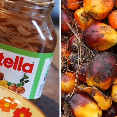 Palmöl-Früchte und Nutella - das umstrittene Pflanzenöl