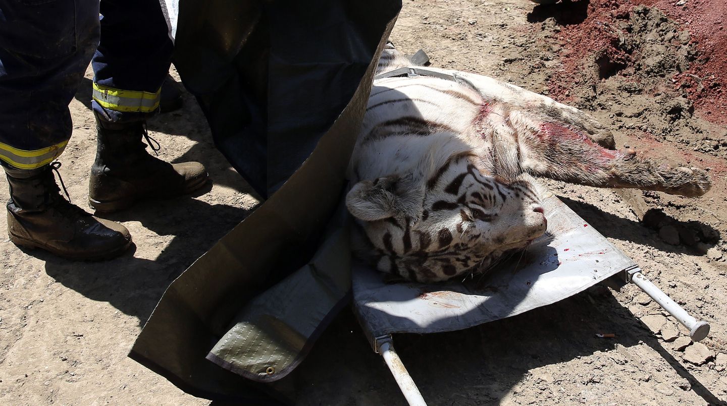 Weisser Tiger in Tiflis erschossen
