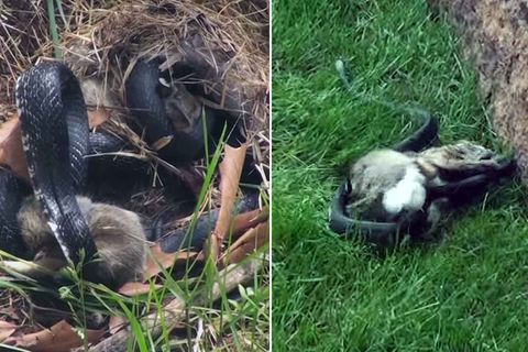 Ungleicher Kampf gegen eine Schlange: Mama Hase schlägt zurück