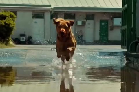 Kinotrailer: "Underdog"