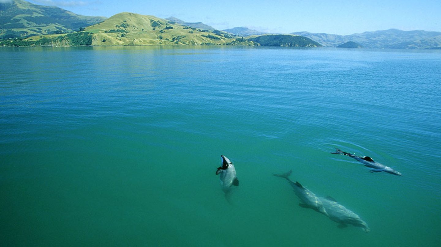 Die Maui-Delfine in Neuseeland sind vom Aussterben bedroht - ein Umweltskandal