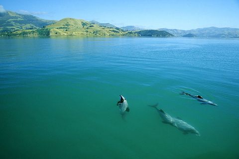 Die Maui-Delfine in Neuseeland sind vom Aussterben bedroht - ein Umweltskandal