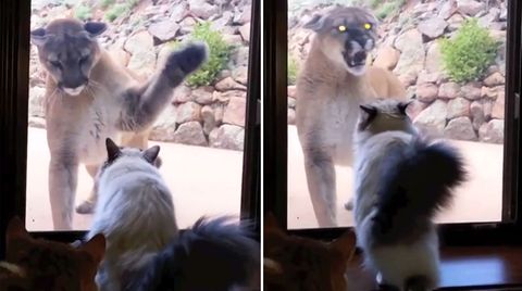 EIne unheimliche Begegnung: Hauskatze trifft auf Puma