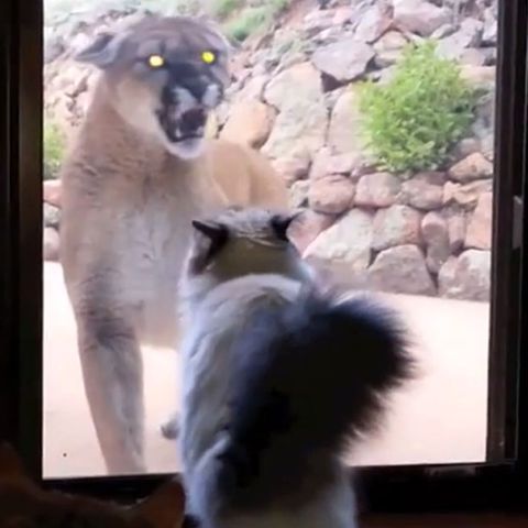 EIne unheimliche Begegnung: Hauskatze trifft auf Puma