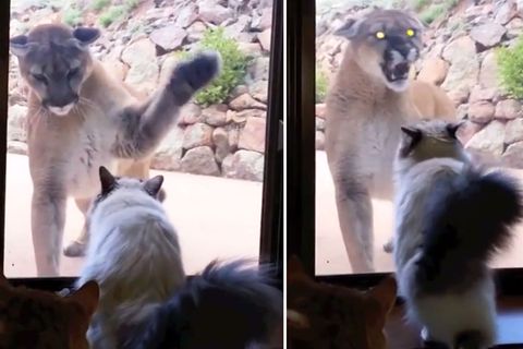 EIne unheimliche Begegnung: Hauskatze trifft auf Puma
