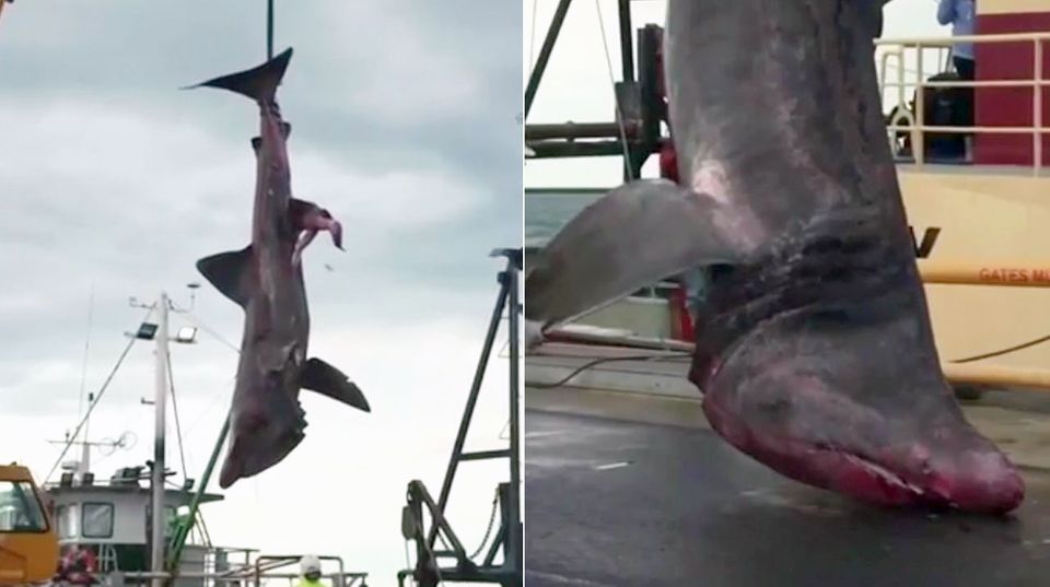 Außergewöhnlicher Fang: Riesenhai geht australischen Fischern ins Netz