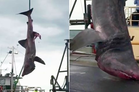Außergewöhnlicher Fang: Riesenhai geht australischen Fischern ins Netz