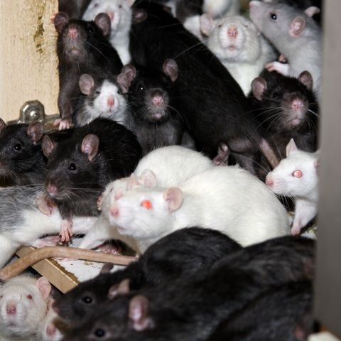 300 Ratten lebten mit einem Mann zusammen in einer Wohnung in Bad Aibling
