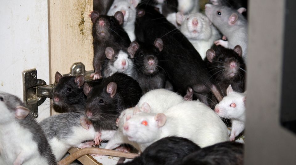 300 Ratten lebten mit einem Mann zusammen in einer Wohnung in Bad Aibling