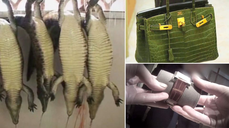 Peta deckt grausame Krokodil-Zucht in Afrika auf