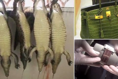 Peta deckt grausame Krokodil-Zucht in Afrika auf