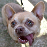 Chihuahua Andre war bei der Wahl zum hässlichsten Hund der Welt wohl chancenlos. Diese Augen sind verglichen mit seiner Konkurrenz wohl einfach zu niedlich.