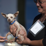 Da helfen auch keine lackierten Nägel. der 13-jährige Chihuahua Pork war ein heißer Kandidat für den hässlichsten Hund der Welt.