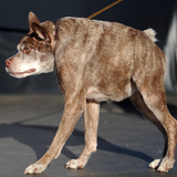 Quasi Modo sieht wirklich aus wie sein Namensgeber, der Bucklige aus dem Glöckner von Notre Dame. Der Rücken ist einfach zu kurz für den Rest des Hundes.