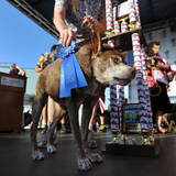 Sein trauriger Look hat Quasi Modo am Ende wahrscheinlich den Sieg eingebracht. Er darf sich jetzt offiziell hässlichster Hund der Welt nennen.
