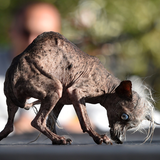 Was auf den ersten Blick aussieht wie ein Geschöpf aus einer anderen Welt, ist in Wahrheit Sweepee Rambo, ein weiterer Teilnehmer beim Wettbewerb für den hässlichsten Hund der Welt.