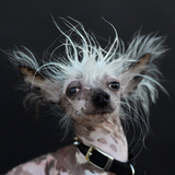 Mut zur Hässlichkeit: Rascal setzt sich nach seinem Auftritt gekonnt für die Fotografen in Pose. Für den Sieg hat es am Ende trotzdem nicht gereicht.