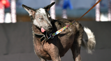 Reggie auf dem Weg zu den Juroren. Mit seinen leeren Augen hat der Hund sicher so manchen Zuschauer in Angst und Schrecken versetzt.