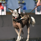 Reggie auf dem Weg zu den Juroren. Mit seinen leeren Augen hat der Hund sicher so manchen Zuschauer in Angst und Schrecken versetzt.
