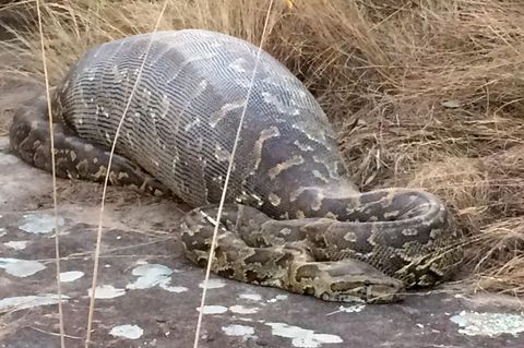 Normalerweise sind Stachelschweine kein Problem für eine ausgewachsene Python. 