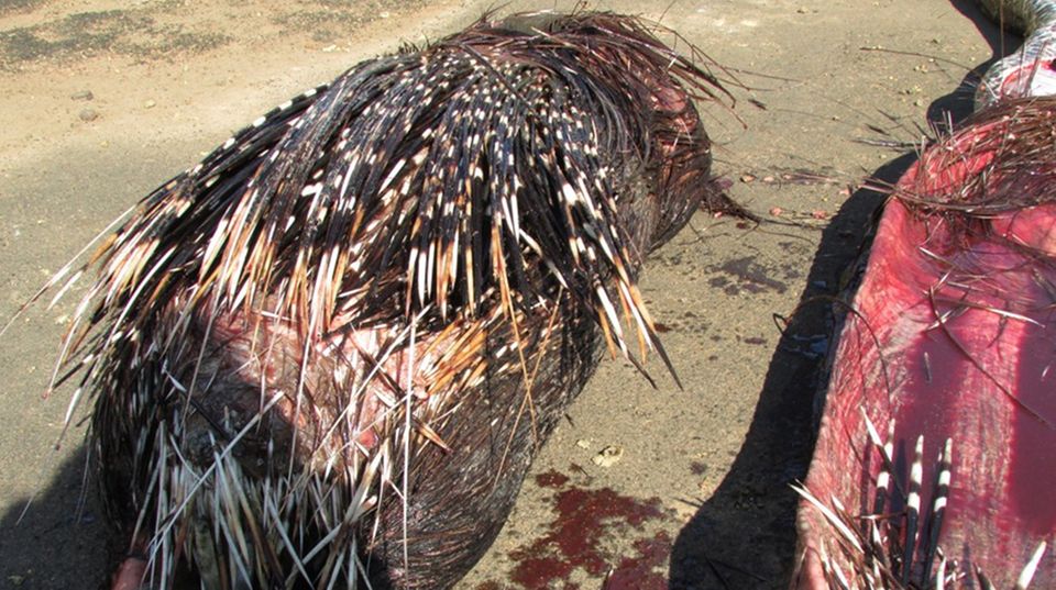 Das Stachelschwein wurde im Verdauungstrakt der Schlange entdeckt. 