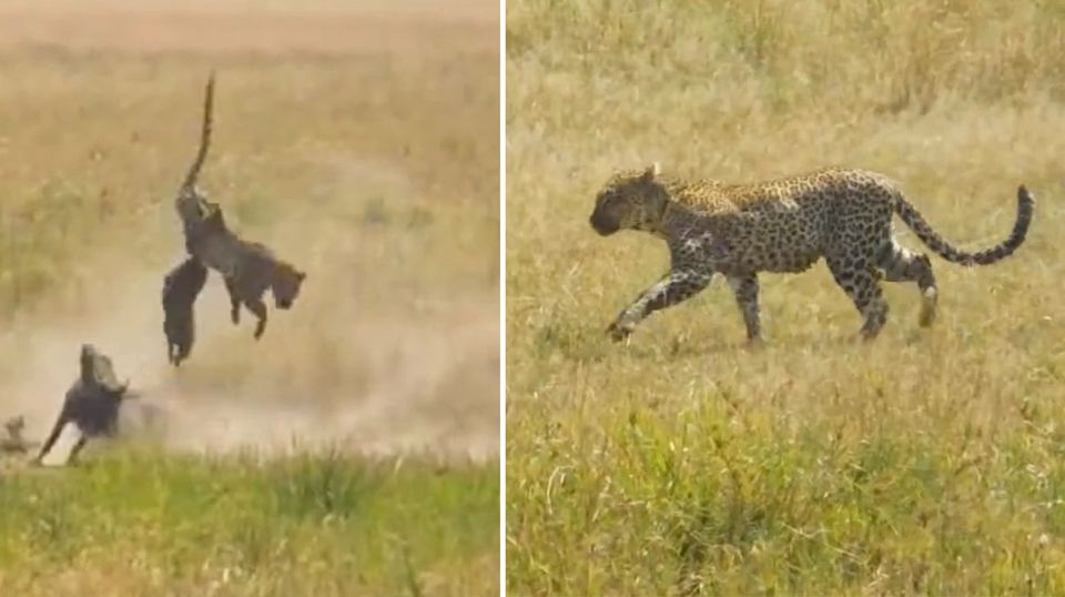 Eine Warzenschwein-Familie verteidigt ihr Junges spektakulär gegen einen Leoparden.