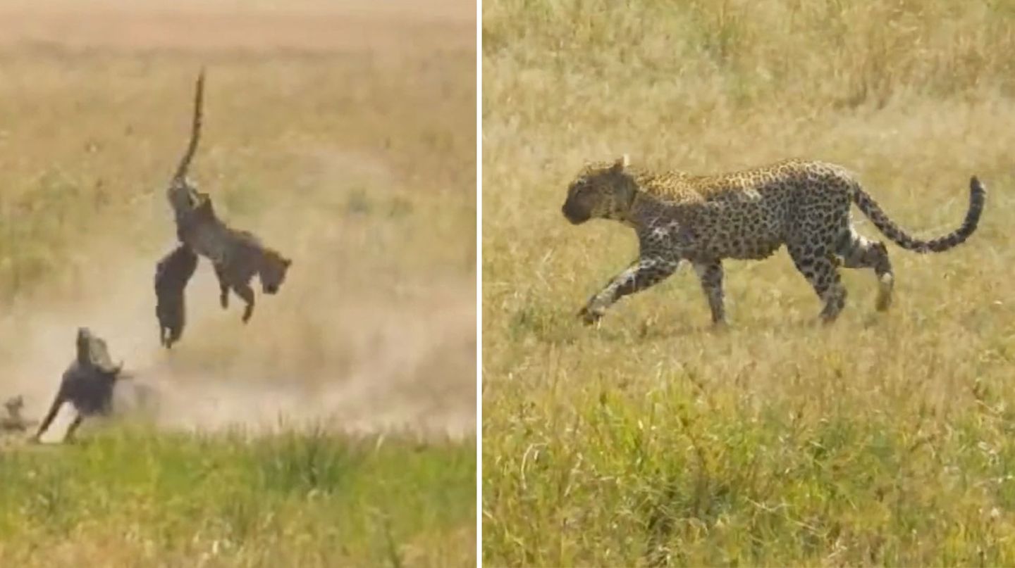 Leopard gegen Gepard