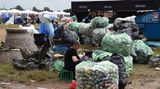 Dank Dosenpfand ist Sammeln in Roskilde ein lukratives Geschäft. 