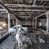 Diese ehemalige Synagoge in dem Dorf Pecovská Nová Ves hat heute eine andere Funktion, sie dient Ziegen als Unterschlupf