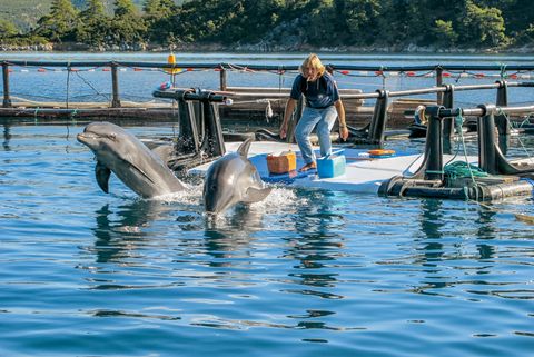 Zwei Dressur-Delfine werden in die Wildnis entlassen