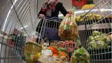 Im Discounter gibt es häufig keine Einkaufskörbe - nur die großen Wagen erleichtern den Einkauf. Aber kaufen wir mehr ein, wenn der Einkaufswagen groß ist?  Tatsächlich ja - denn Discounter verdienen durch die Masse, die sie verkaufen. Also soll der Kunde viele Produkte aus dem Laden tragen - dafür der große Einkaufswagen statt eines kleinen Körbchens. 