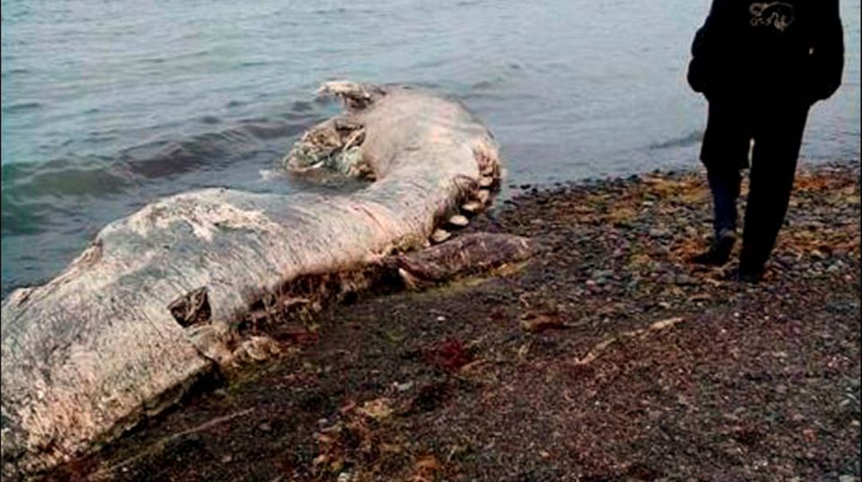 Haariger Delfin in Sibirien Die Insel Sachalin liegt im äußersten Fernen Osten Russlands.