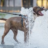 Je heißer, desto hechelnder: Wenn Hunde ihre Zunge heraushängen lassen und durch die Nase atmen, entsteht ein Luftzug, durch den mehr Feuchtigkeit verdunstet. So führen die Tiere überschüssige Wärme ab. Hund Romeo unterstützt seine ausgeklügelte Körper-Kühlung und erfrischt sich an einem Brunnen in Berlin.