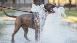 Je heißer, desto hechelnder: Wenn Hunde ihre Zunge heraushängen lassen und durch die Nase atmen, entsteht ein Luftzug, durch den mehr Feuchtigkeit verdunstet. So führen die Tiere überschüssige Wärme ab. Hund Romeo unterstützt seine ausgeklügelte Körper-Kühlung und erfrischt sich an einem Brunnen in Berlin.