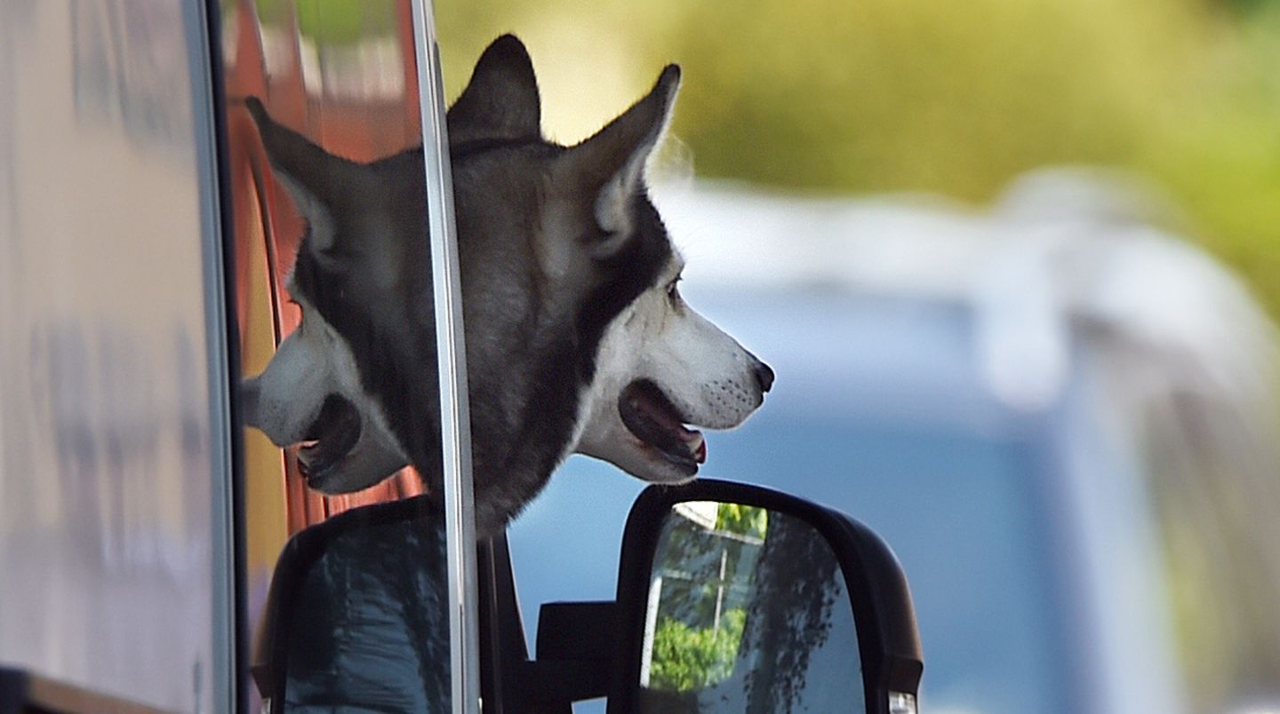 Schluss mit Hunden, die während des Shoppingtrips des Herrchens im heißen Auto zurückgelassen werden