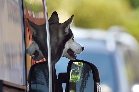 Schluss mit Hunden, die während des Shoppingtrips des Herrchens im heißen Auto zurückgelassen werden