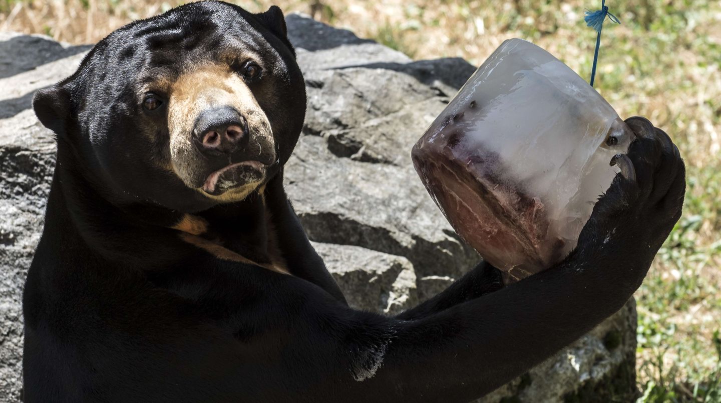 Sommer im Zoo: Sonnenbären schlecken Eis und Eisbären tragen "T-Shirts"