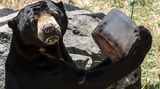 Sommer im Zoo: Sonnenbären schlecken Eis und Eisbären tragen "T-Shirts"
