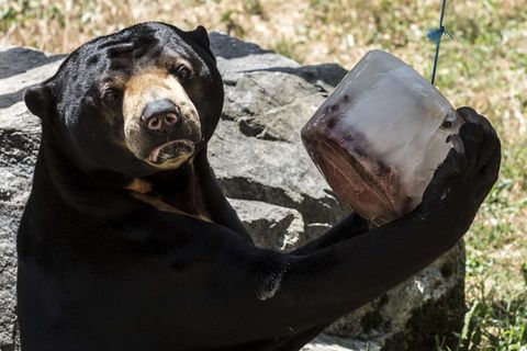 Sommer im Zoo: Sonnenbären schlecken Eis und Eisbären tragen "T-Shirts"