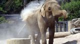 Sommer im Zoo: Sonnenbären schlecken Eis und Eisbären tragen "T-Shirts"