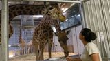 Sommer im Zoo: Sonnenbären schlecken Eis und Eisbären tragen "T-Shirts"