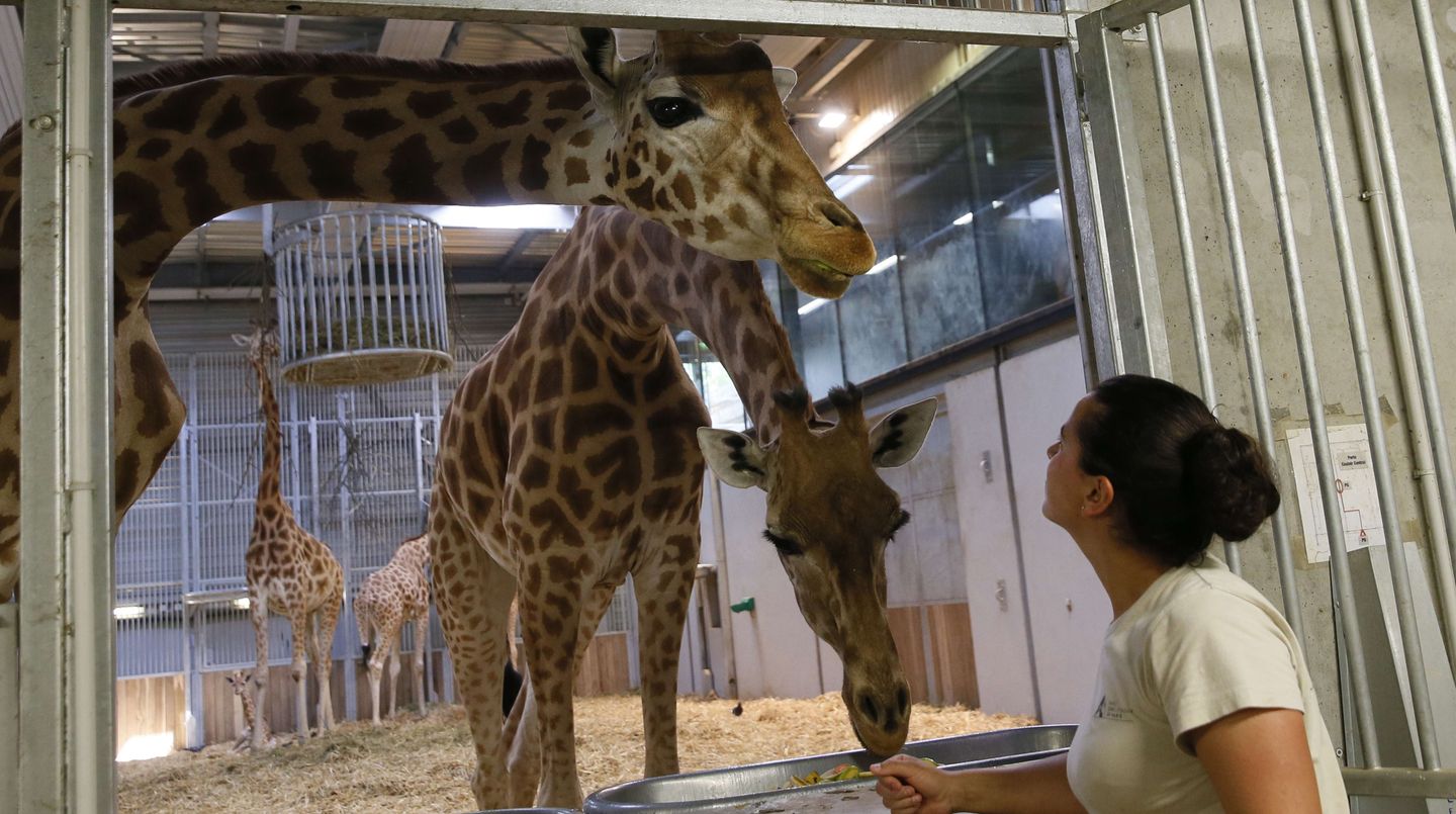 Sommer im Zoo: Sonnenbären schlecken Eis und Eisbären tragen "T-Shirts"