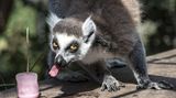 Sommer im Zoo: Sonnenbären schlecken Eis und Eisbären tragen "T-Shirts"