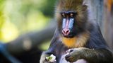 Sommer im Zoo: Sonnenbären schlecken Eis und Eisbären tragen "T-Shirts"